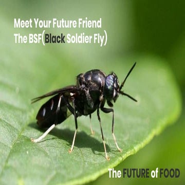 Black Soldier Fly Business pitch
