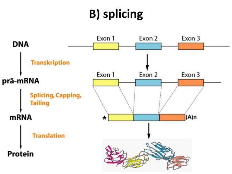 RNA splicing.....