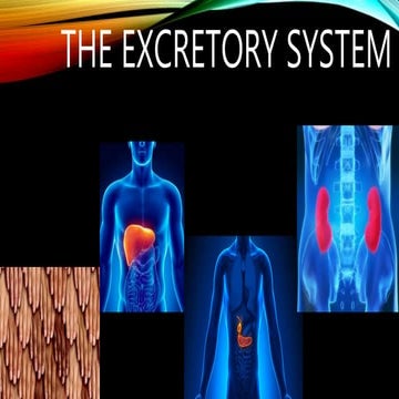 Human excretion | PPTX