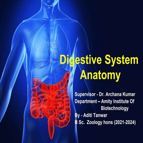 Human Digestive Anatomy | PPT