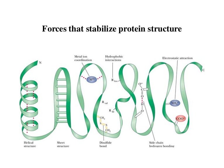 BT63110Bonds_stabilizing_protein_structures