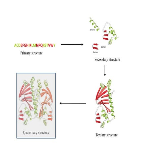 BT631-9-quaternary_structures_proteins