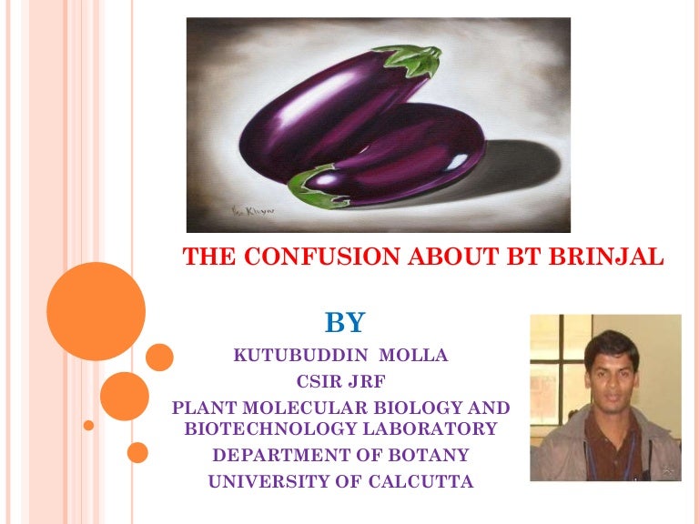 Bt brinjal controversy slideshare image