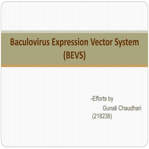 Baculovirus expression vector system