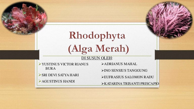 alga merah (rhodophyta)