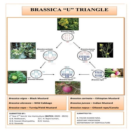 Brassica U triangle