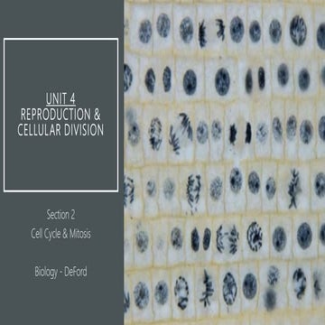 BU4.2 Cell Cycle & Mitosis