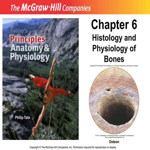 6_histo_bone.ppt