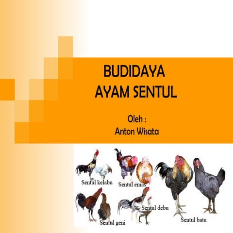 Peternakan ayam pedaging | PPTX