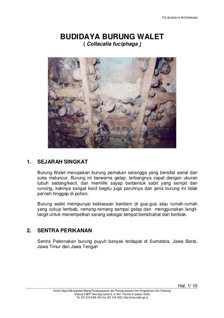 Budidaya Burung Walet
