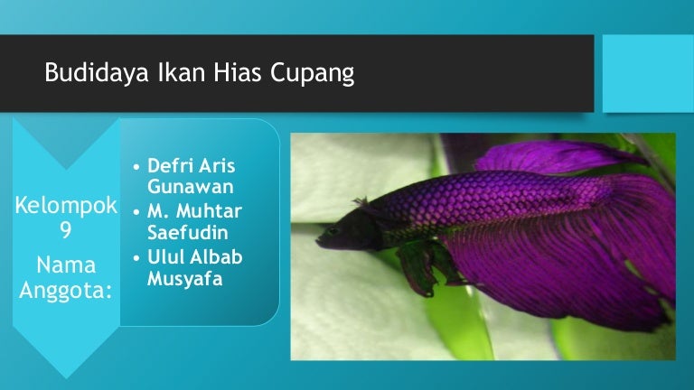 Budidaya Ikan Hias Cupang