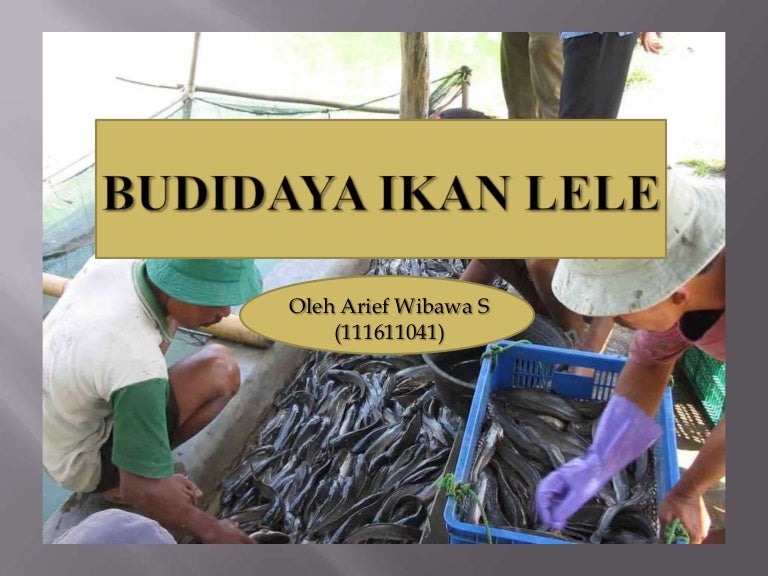Budidaya ikan lele