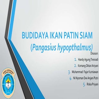 Budidaya ikan patin(pangasius)
