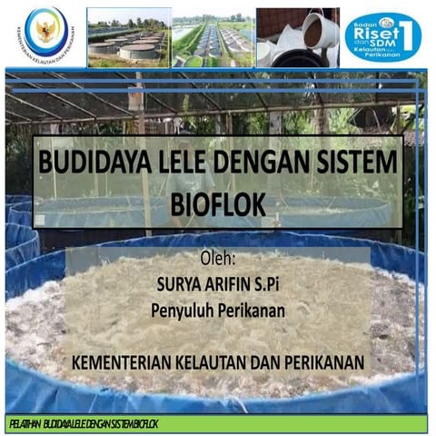 Solusi Efektif Kontrol Amonia dalam Budidaya Lele Bioflok Anda