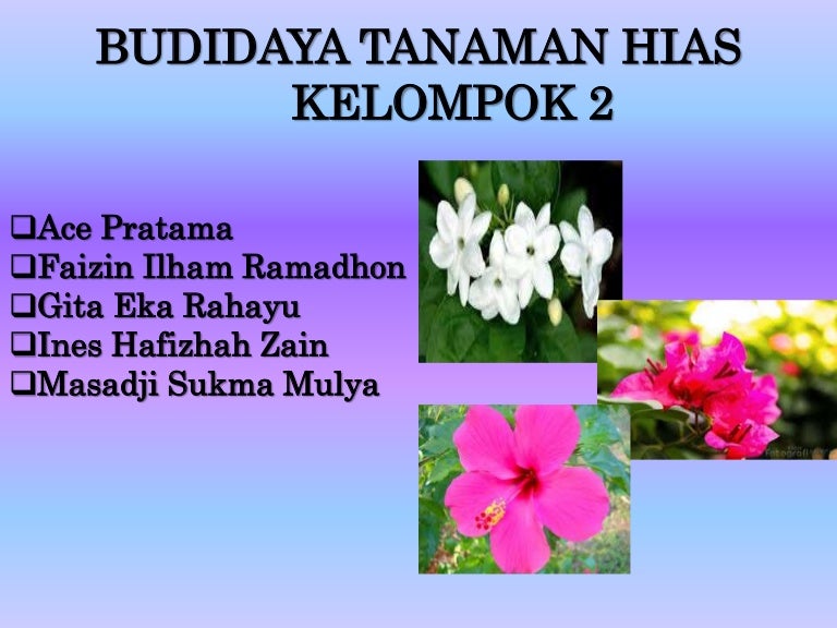 Budidaya Tanaman Hias