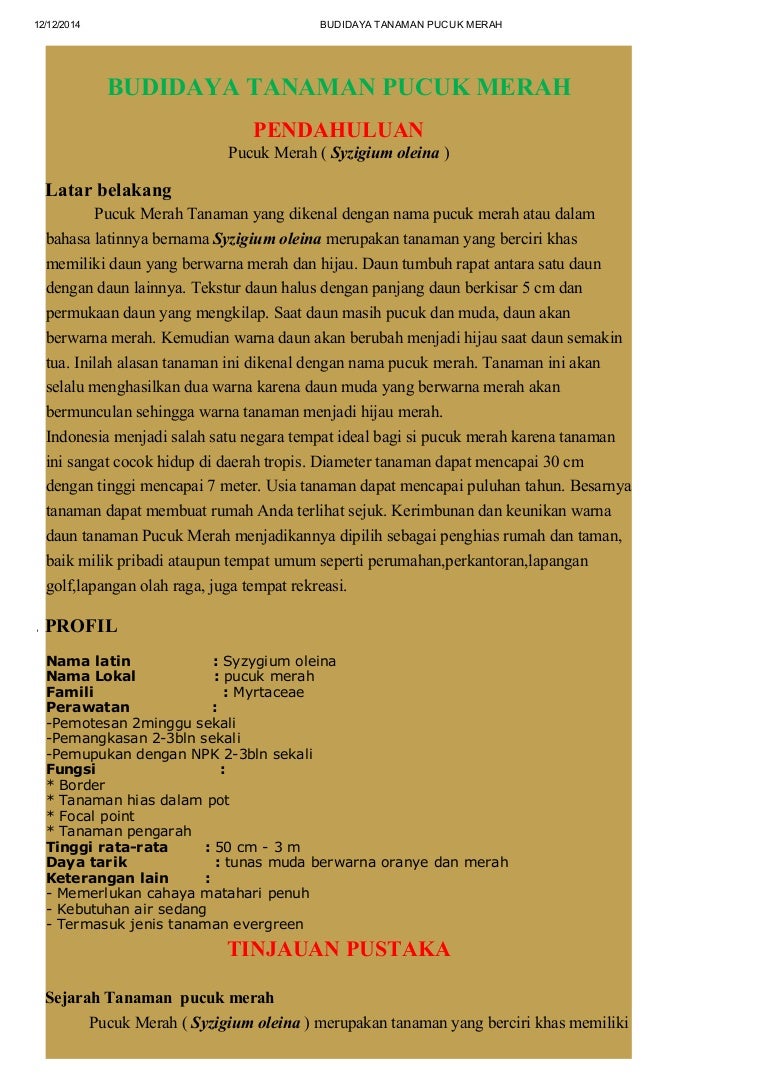 Budidaya Tanaman Pucuk Merah