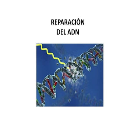 Reparación del ADN y doble cadena