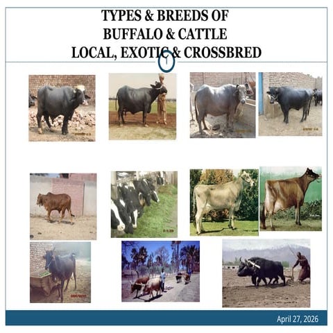 Lesson 3 BREEDS AND BREEDING OF LARGE RUMINANTS.pptx