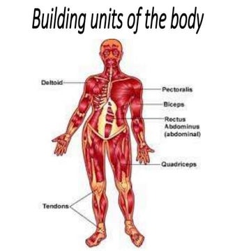 Structural Units Of The Body Body Structure | Definition, Function