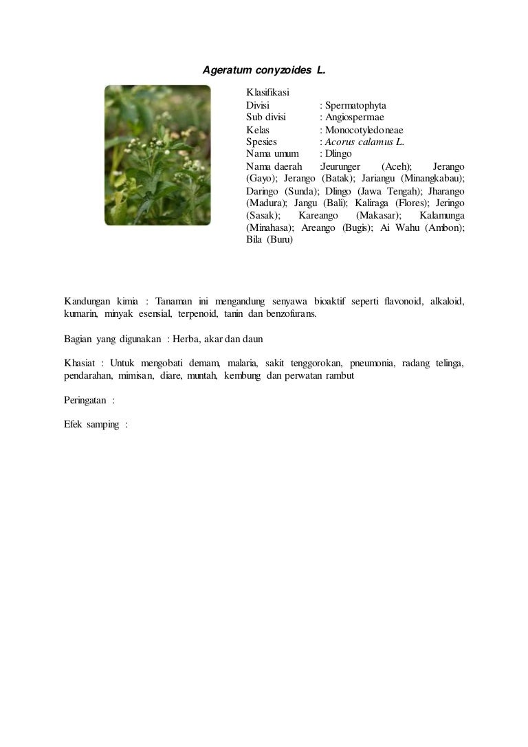 biji pala sebagai obat diabetes / kencing biji pala sebagai obat diabetes / kencing
