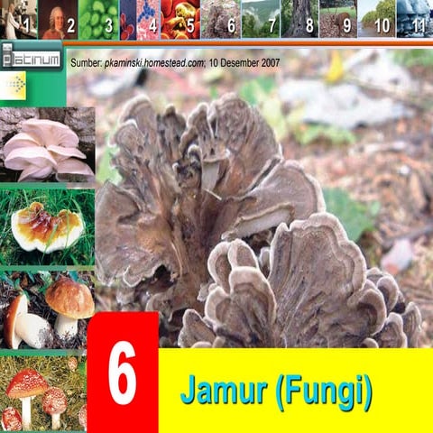 Buku x bab 6 (Jamur (Fungi))