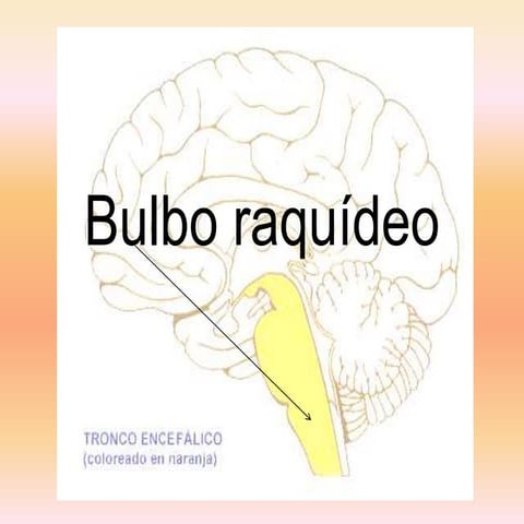 Bulbo raquídeo