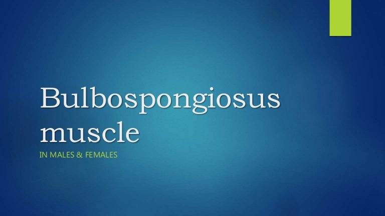 Bulbospongiosus muscle 140818