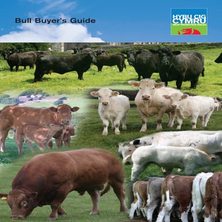 Bull buyers guide (uk)