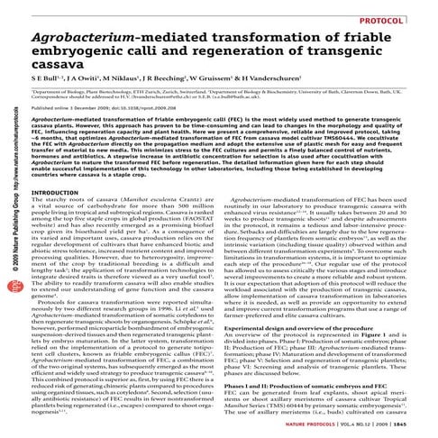 Agrobacterium-mediated transformation of friable embryogenic calli and ...