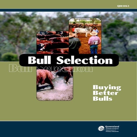 Bull selection (australia)