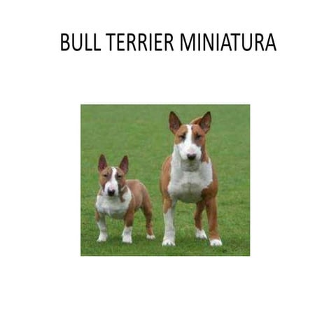 Bull terrier miniatura