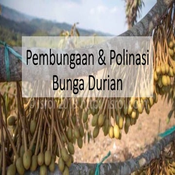 bunga durian 2.pdf