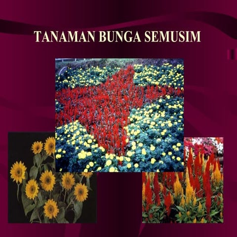 Bunga Semusim[1] | PPT