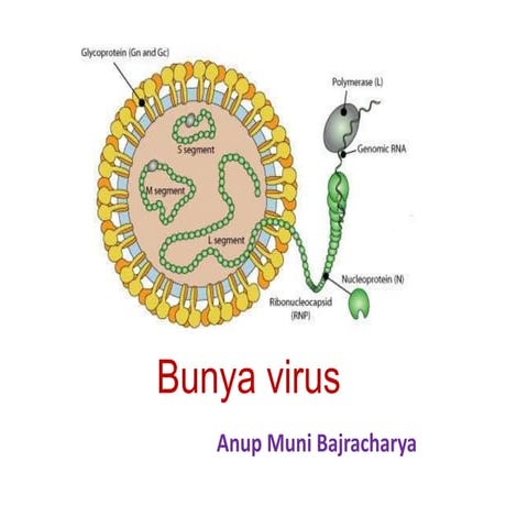 Bunya virus- Bunyaviridae