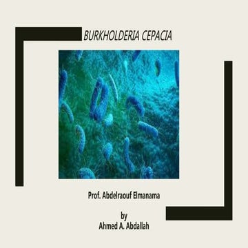 Burkholderia cepacia