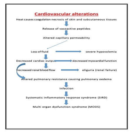 pathophysiology of burn