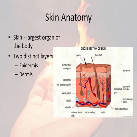 Burns | PPTX
