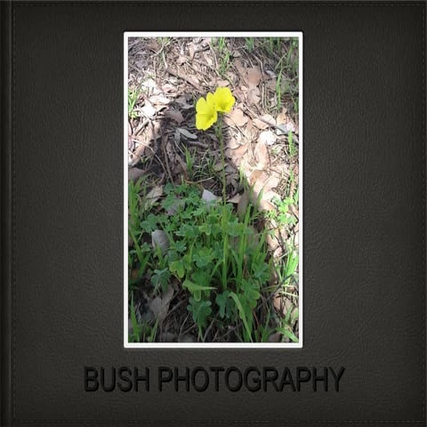 Bush photography by Neve