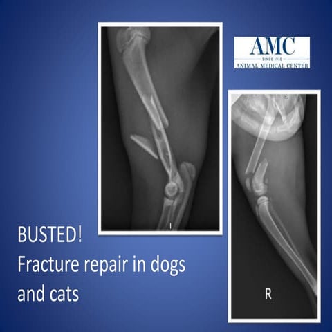 radiologia veterinaria Torax | PPS