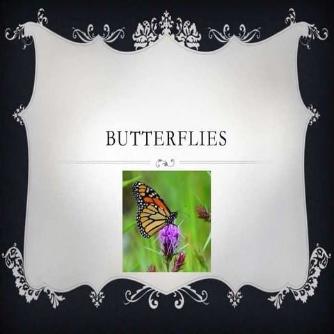 Butterflies