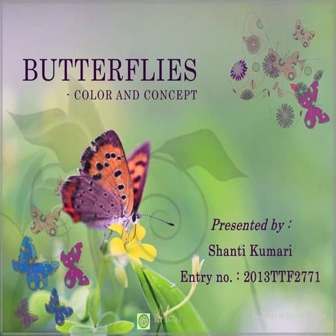 Butterflies
