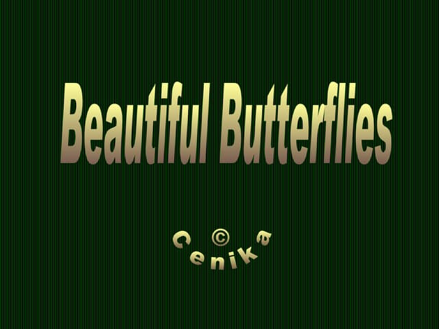 Butterflies