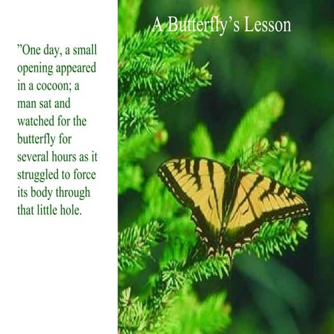 Lessons from a Butterfly | PPT