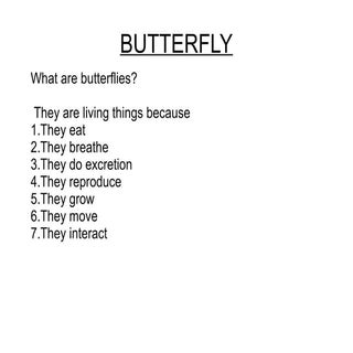 Butterfly