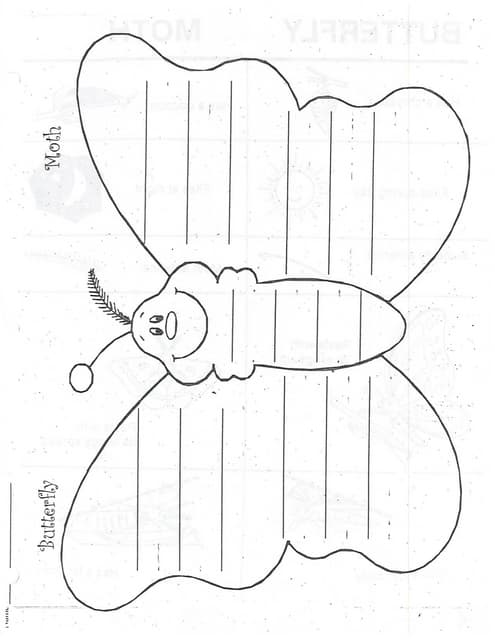 butterfly moth venn diagram butterfly and moth venn diagram