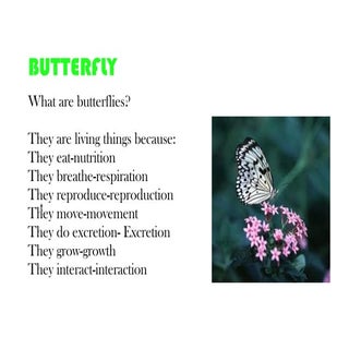 Butterfly2