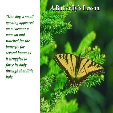 BUTTERFLY 2.ppt
