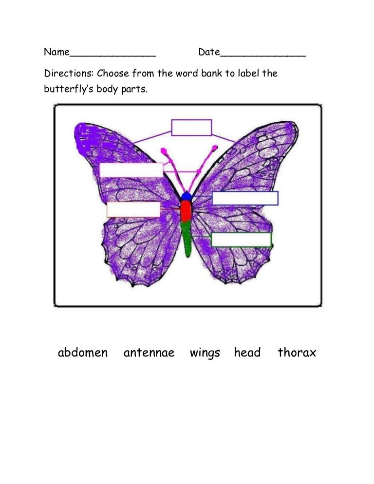 Butterfly anatomy worksheet