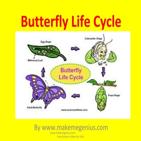 Butterfly Life Cycle for kids