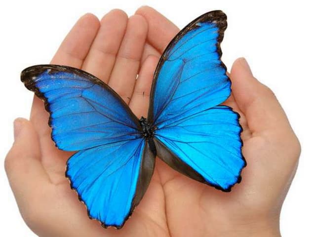 Butterfly's Touch ...